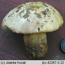 Caloboletus radicans (gorzkoborowik korzeniasty)