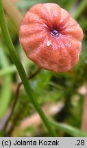 Marasmius curreyi (twardzioszek czerwonobrązowy)