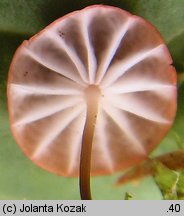 Marasmius curreyi (twardzioszek czerwonobrązowy)