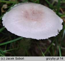 Agaricus semotus (pieczarka winnoczerwona)