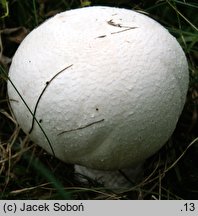 Agaricus urinascens (pieczarka wielkozarodnikowa)