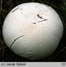 Agaricus urinascens (pieczarka wielkozarodnikowa)