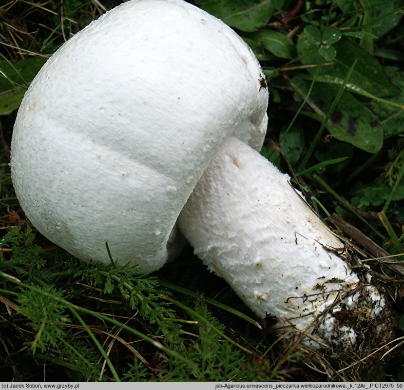 Agaricus urinascens (pieczarka wielkozarodnikowa)