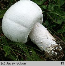 Agaricus urinascens (pieczarka wielkozarodnikowa)