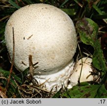 Agaricus urinascens (pieczarka wielkozarodnikowa)