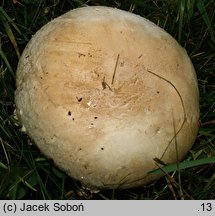 Agaricus urinascens (pieczarka wielkozarodnikowa)