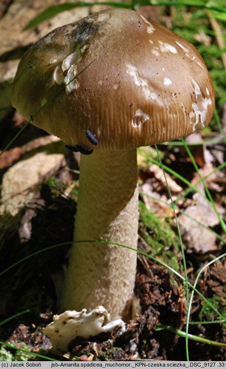 Amanita spadicea (muchomor kasztanowaty)