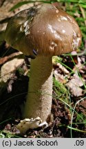 Amanita spadicea (muchomor kasztanowaty)