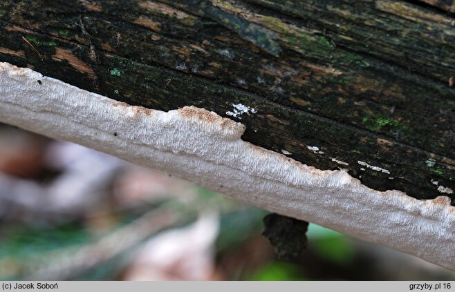 Resinoporia crassa (jamkówka gruba)