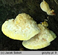 Antrodiella serpula (jamkóweczka żółtawa)