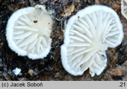 Clitopilus scyphoides (bruzdniczek cienkokapeluszowy)