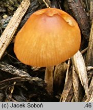 Conocybe antipus (stożkówka korzeniasta)