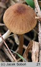 Conocybe echinata (stożkówka jeżowata)