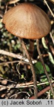 Conocybe juniana var. sordescens