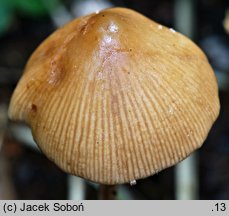 Conocybe spicula (stożkówka omączonotrzonowa)