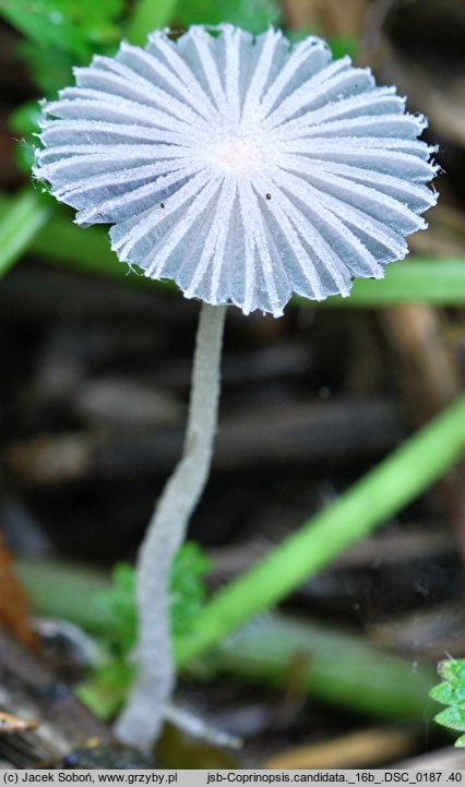 Coprinopsis candidata