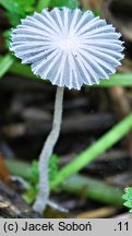 Coprinopsis candidata