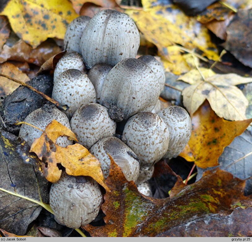 Coprinopsis romagnesiana