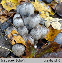 Coprinopsis romagnesiana