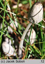 Coprinopsis saccharomyces