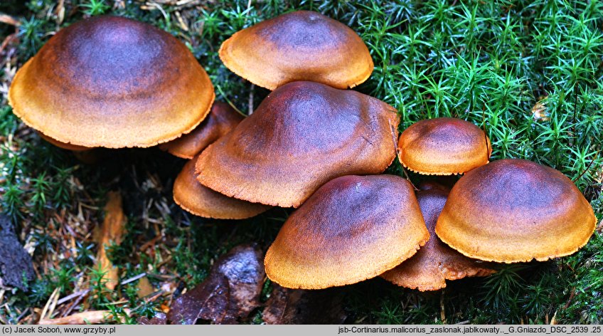 Cortinarius malicorius (zasłonak jabłkowaty)