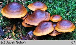 Cortinarius malicorius (zasłonak jabłkowaty)