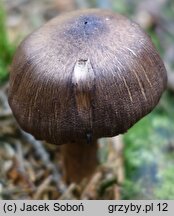 Cortinarius brunneus (zasłonak brunatny)