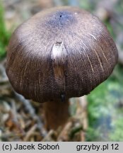 Cortinarius brunneus (zasłonak brunatny)