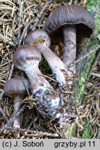 Cortinarius brunneus (zasłonak brunatny)