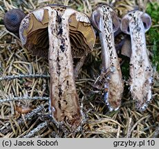 Cortinarius brunneus (zasłonak brunatny)