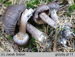 Cortinarius brunneus (zasłonak brunatny)