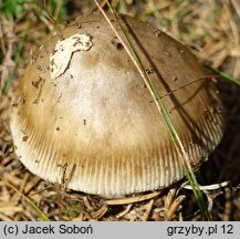 Amanita umbrinolutea