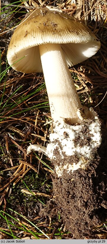 Amanita umbrinolutea