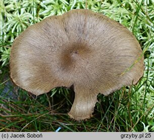 Inocybe stellatospora