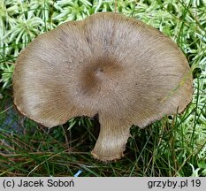 Inocybe stellatospora