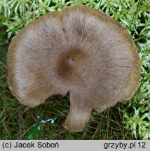 Inocybe stellatospora