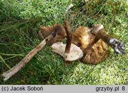 Inocybe stellatospora