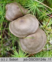 Entoloma conferendum (dzwonkówka gwiaździstozarodnikowa)