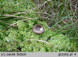 Hygrophorus korhonenii