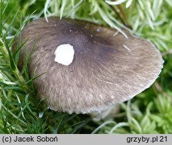 Hygrophorus korhonenii