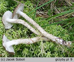 Hygrophorus korhonenii