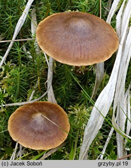 Cortinarius tubarius