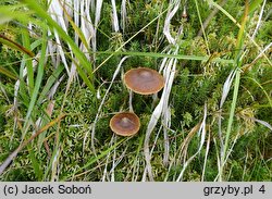 Cortinarius tubarius