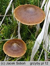 Cortinarius tubarius