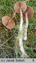 Cortinarius tubarius