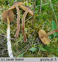 Cortinarius tubarius