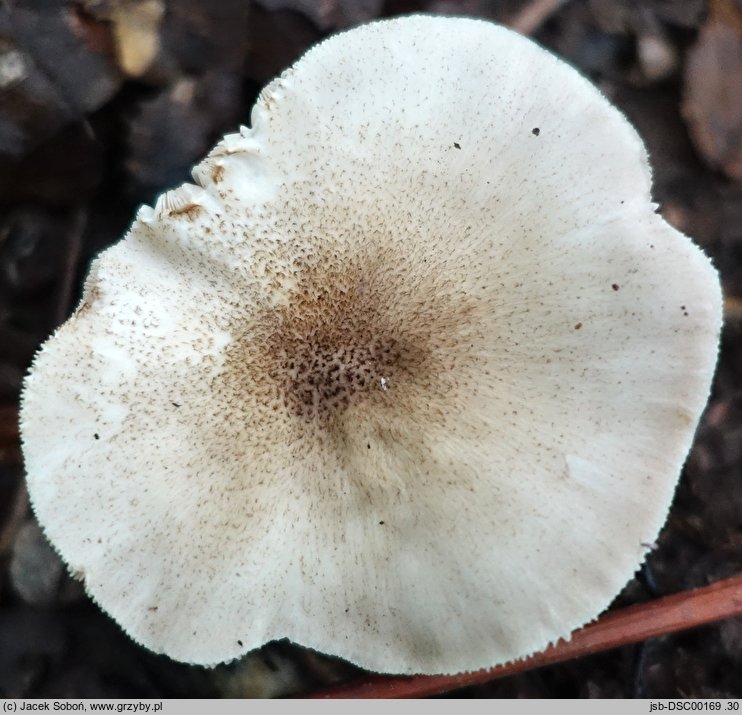 Pluteus hongoi