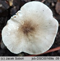 Pluteus hongoi