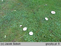 Agaricus moelleri (pieczarka szarołuskowa)