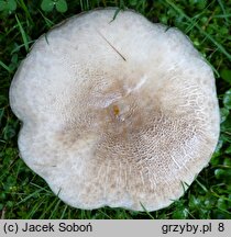 Agaricus moelleri (pieczarka szarołuskowa)